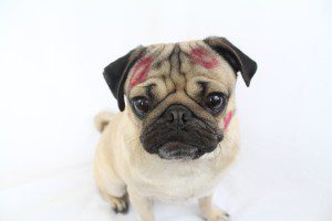 doug the pug 2