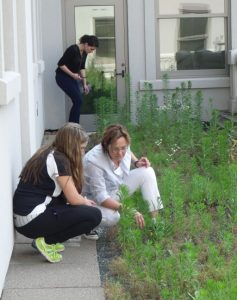 Biology Summer Scholars on Green Roof