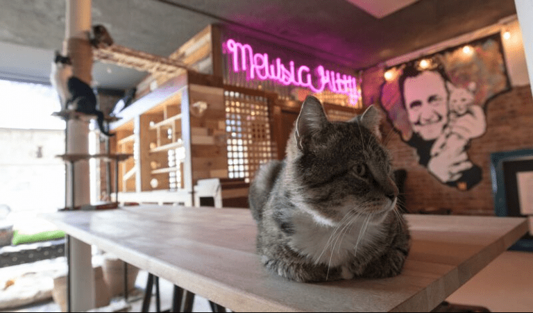 Alumna Opens Cafe With a Unique Concept, the Mewsic Kitty Cafe