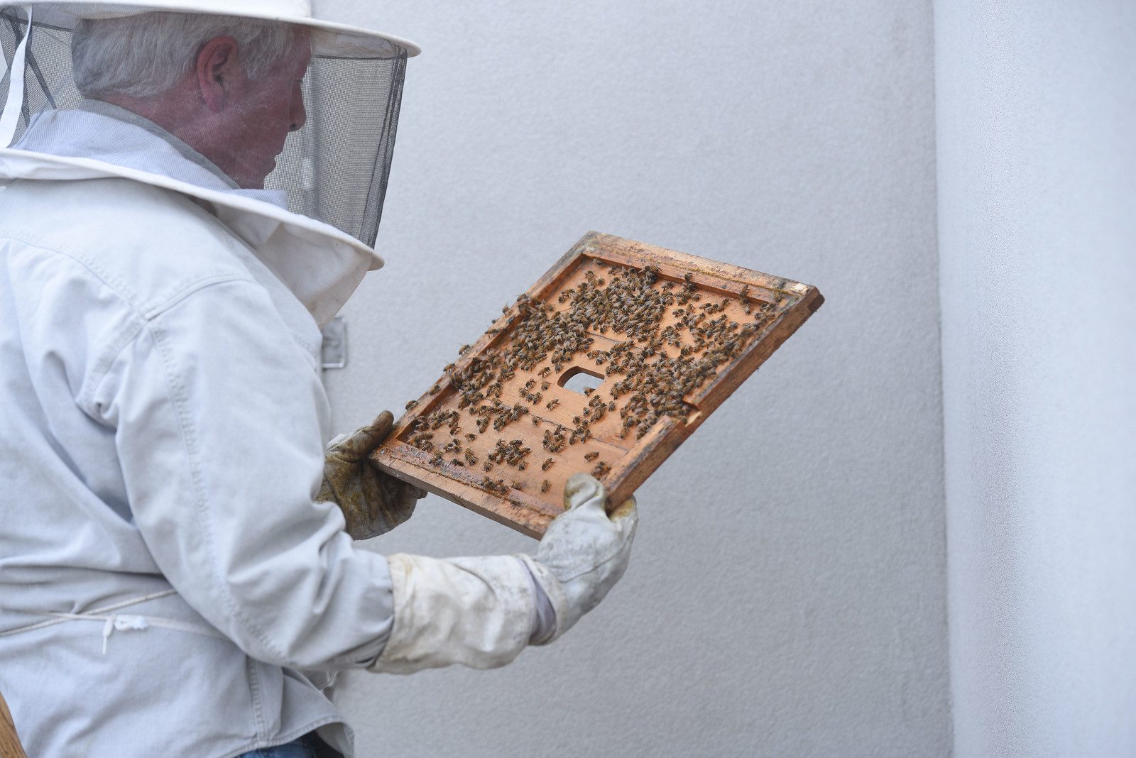 Dr. Fisher with his bees