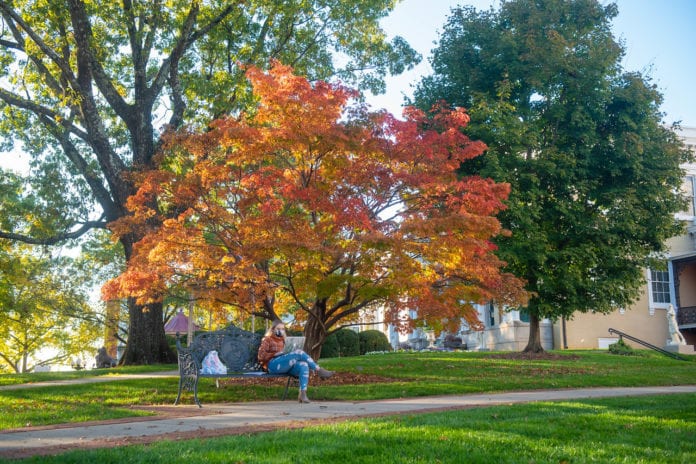 A student does homework on a bench next to a beautiful tree at Belmont