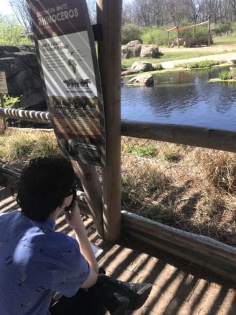 student observes rhino exhibit