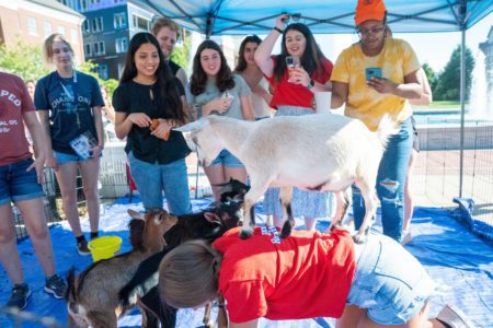 students playing with goats